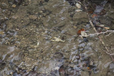 20211125_Divji_potok_Srednja_vas (7)